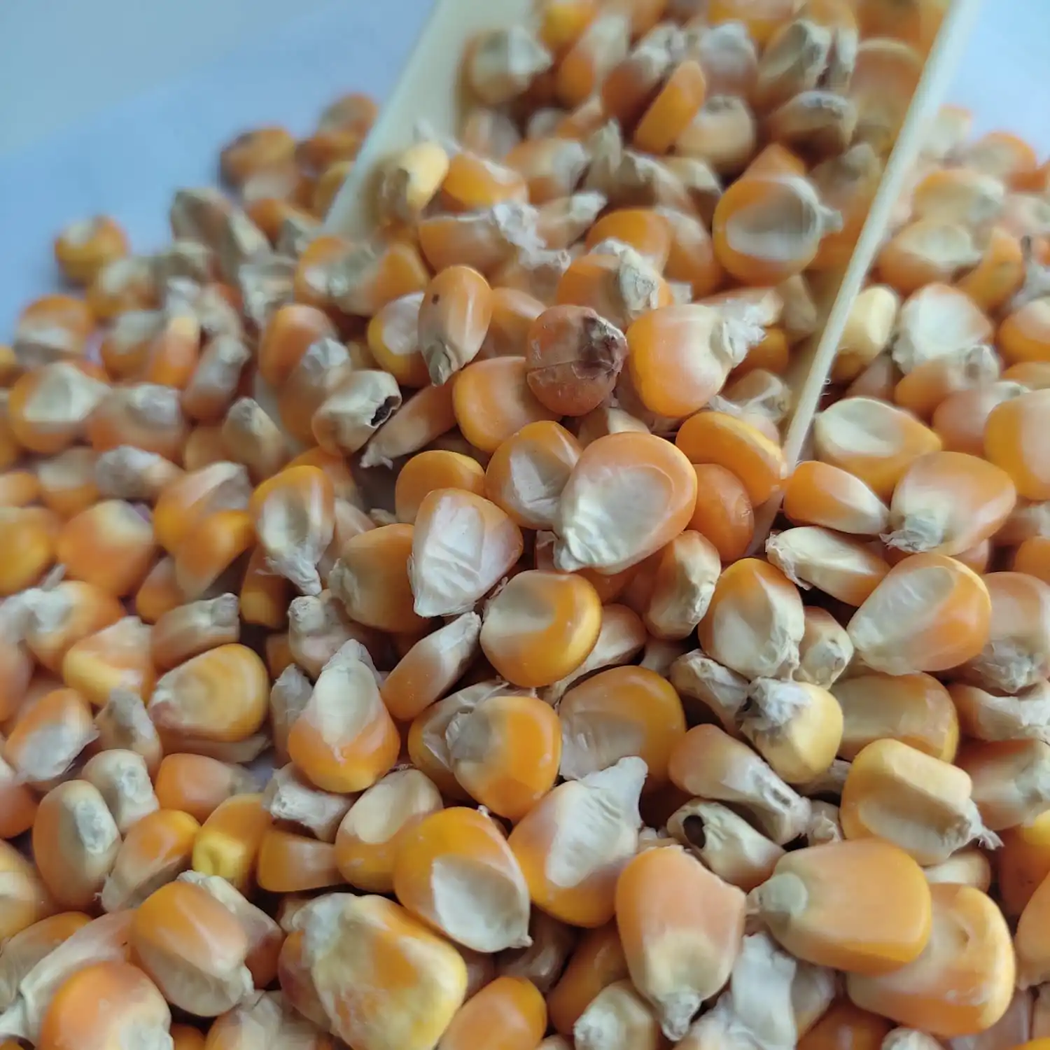 Yellow Corn Maize For Japan With Good Wholesale Rate With Strong Pp Bag