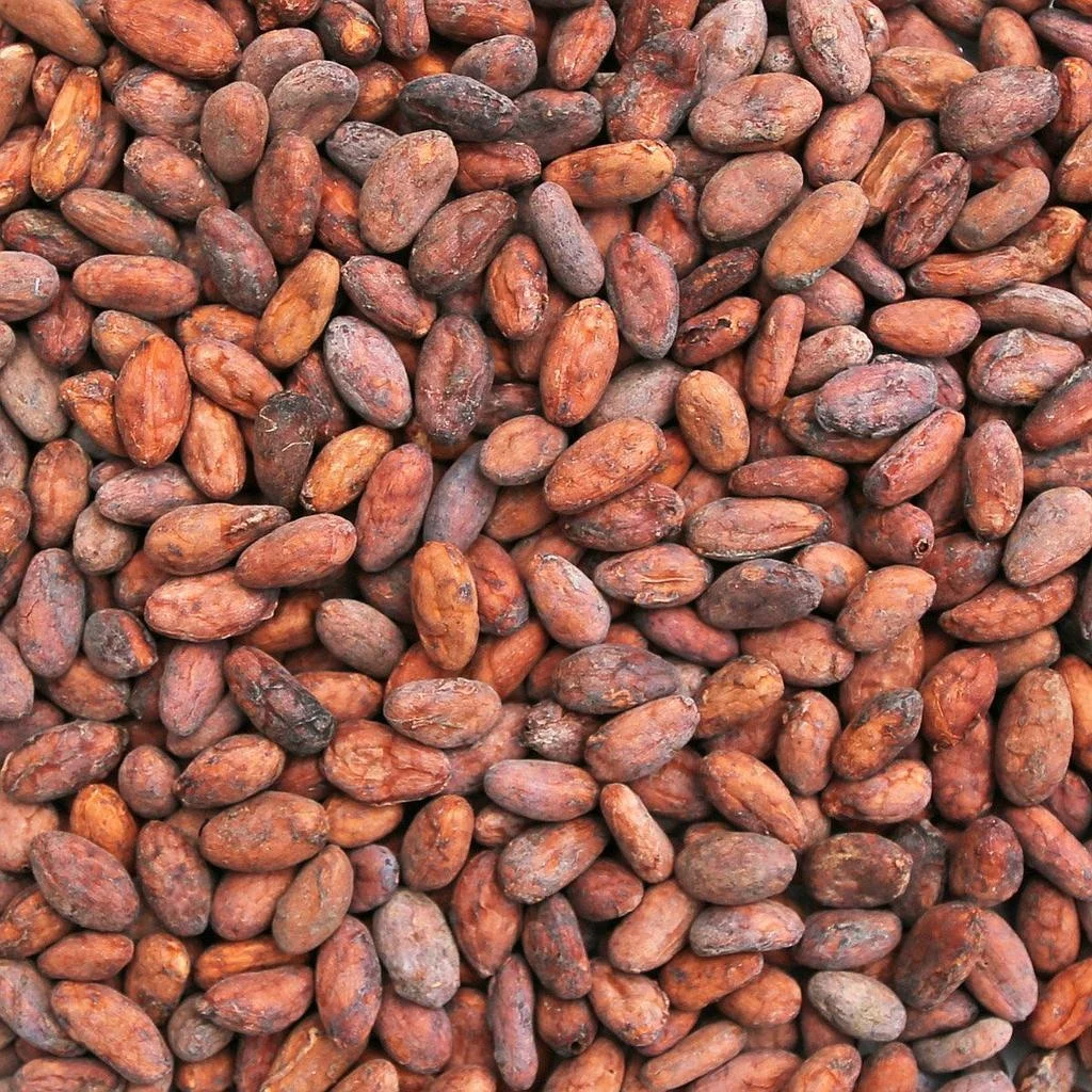 Какао бобы сырые фото High Quality Cocoa Beans 100% Natural - Buy Cocoa Beans For Sale,Cacao Beans Bul