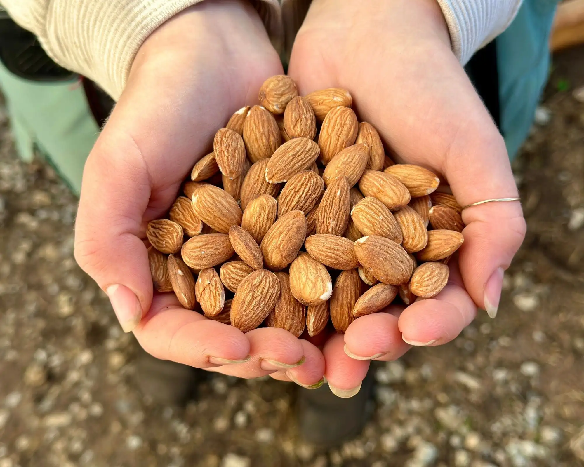 Buy Fresh Baked Dried Almonds Nuts Direct Producer Wholesale Food Available Worldwide Shipping