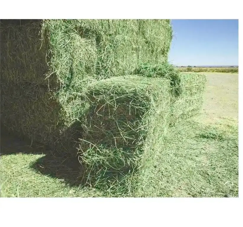 Alfalfa Hay For Animal Feed Best Price Alfalfa Hay For Animal Feeding