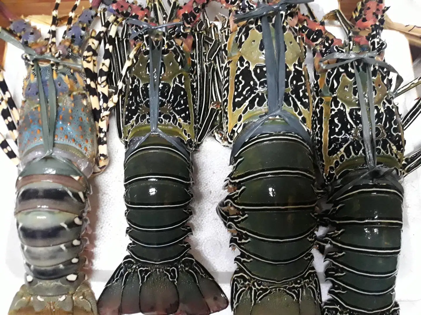 Frozen Lobster / Live Lobster Philippine High Quality Export Best Price