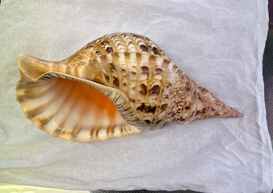 Decorating Seashell/ Trumpet Triton Shell/ Triton Conch Shell for Exporting