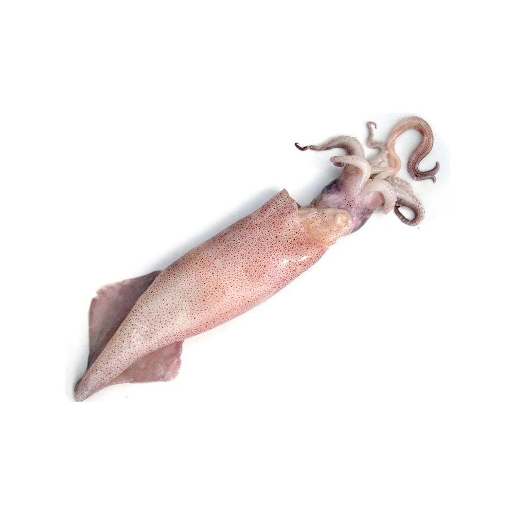 Frozen Seafood Loligo Squid Supplier Chinensis Squid - Buy Squid Frozen