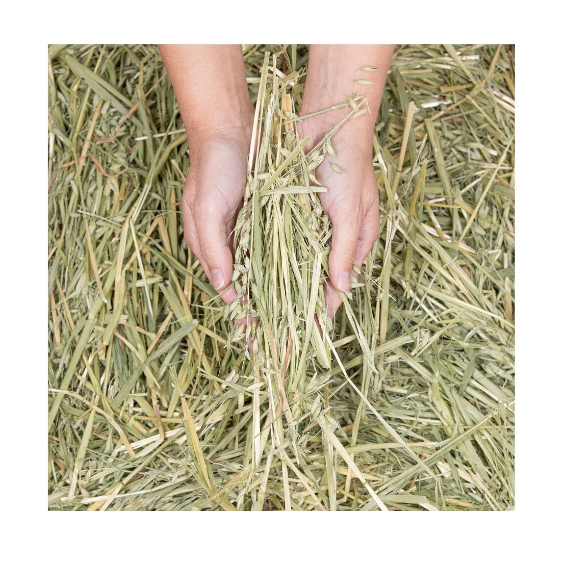 Quality Timothy Hay Quality Oat Hay/ Timothy Hay And Lucerne Clover In