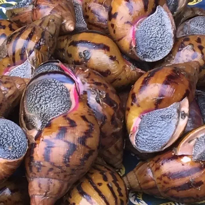 Fresh African Giant Snails/processed Alive,Frozen,Dried,Fresh Snails