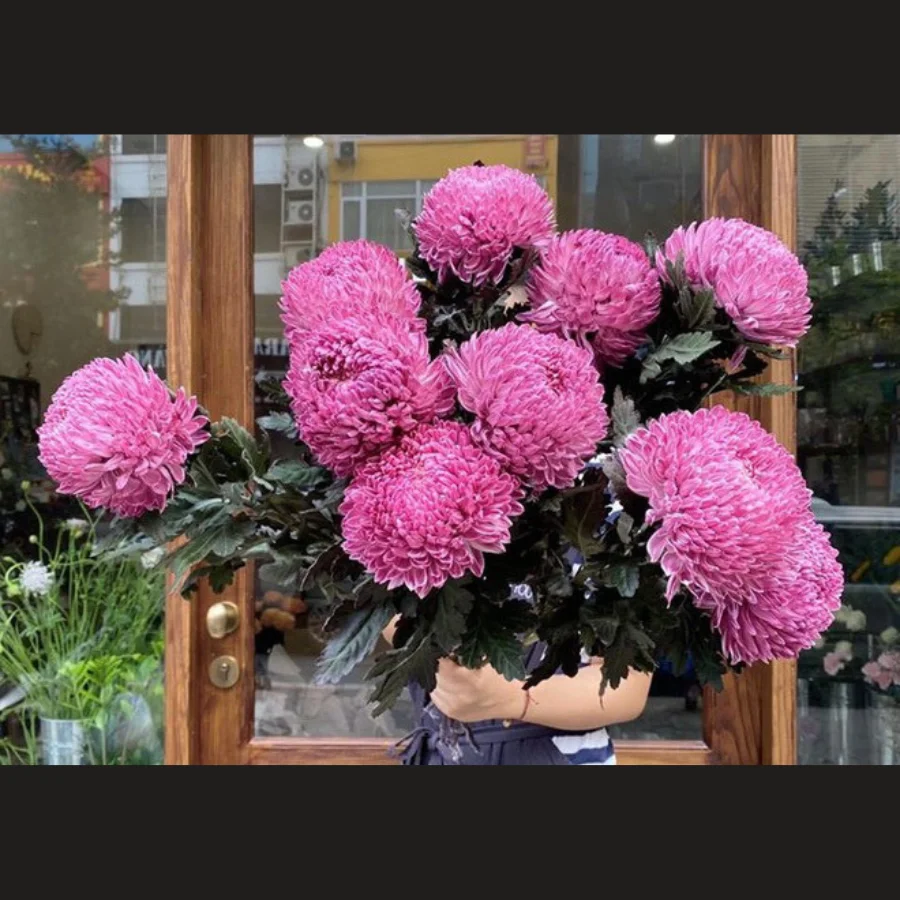 Peony Chrysanthemum Celebrating The Harmonious Union Of Two Iconic