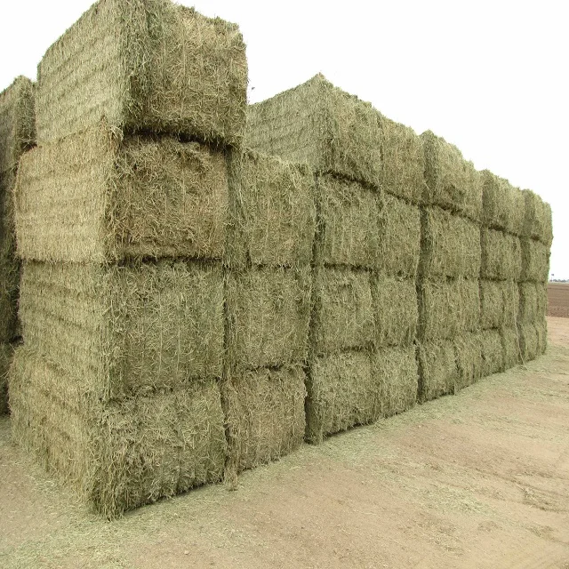 Fresh Alfalfa (lucerne) Hay/timothy Alfafa Hay/ Cheap Alfafa Hay For ...