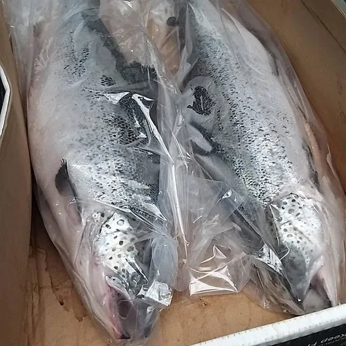 Salmon Fish Frozen Fillet Fresh And Frozen Atlantic Salmon Fish/whole
