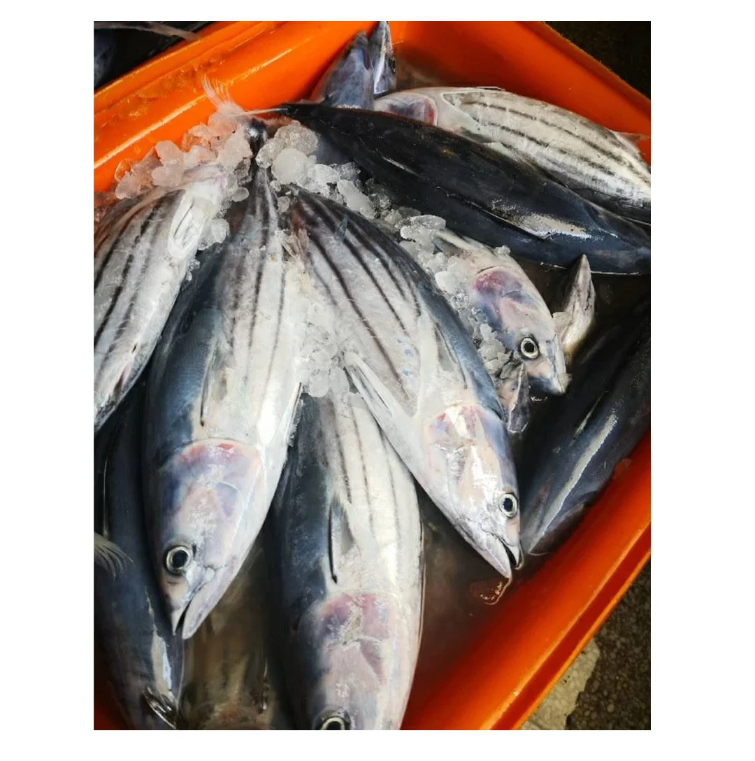 Top Quality Pure Frozen Whole Skipjack Tuna Fish For Sale At Cheapest