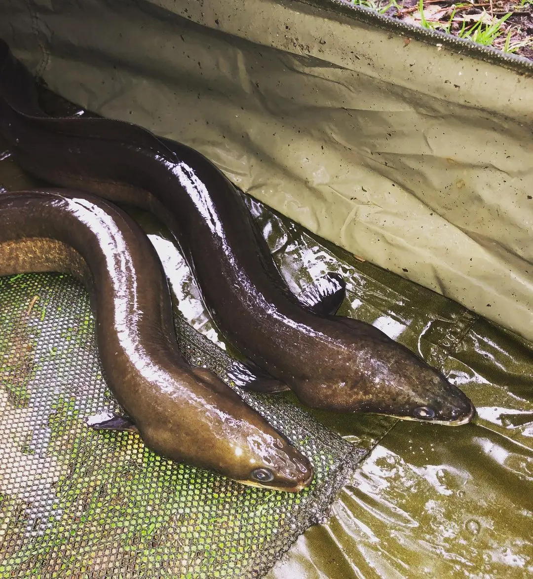 Wholesale Premium Quality Vietnam Origin Conger Eel For Sale From