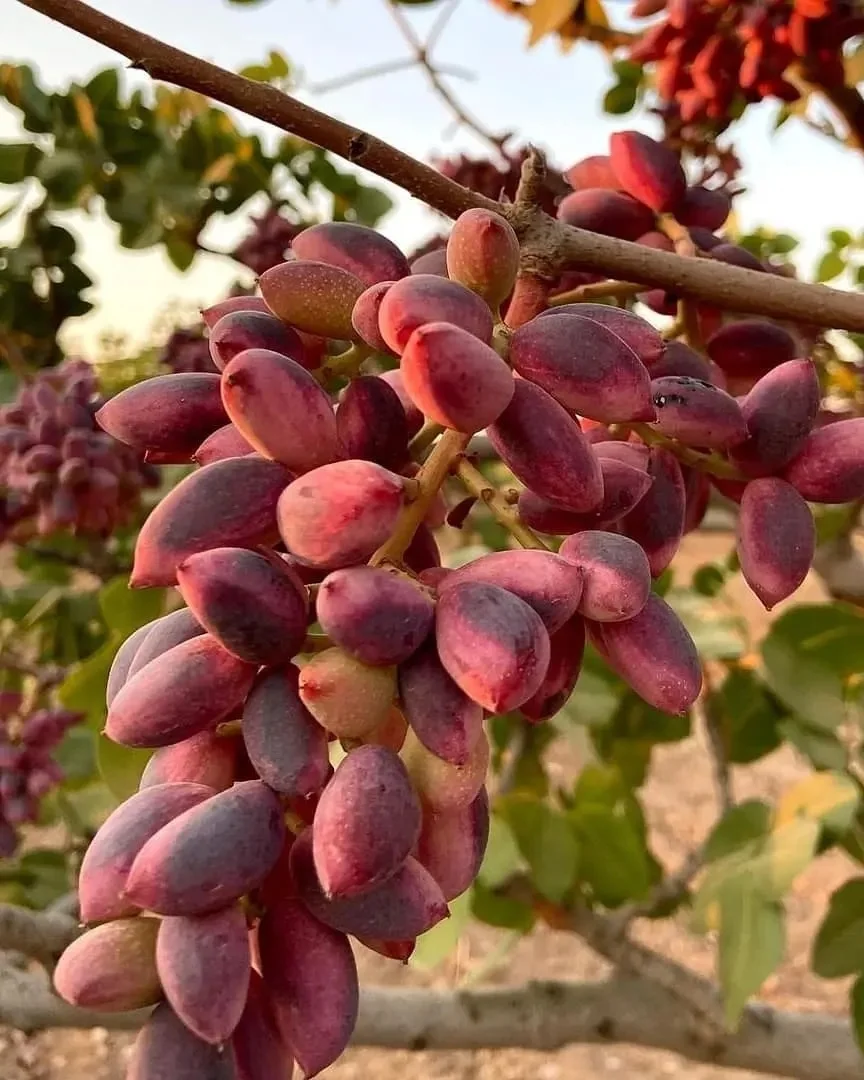 Pistachio Nuts With And Without Shell Available For Bulk Orders Buy