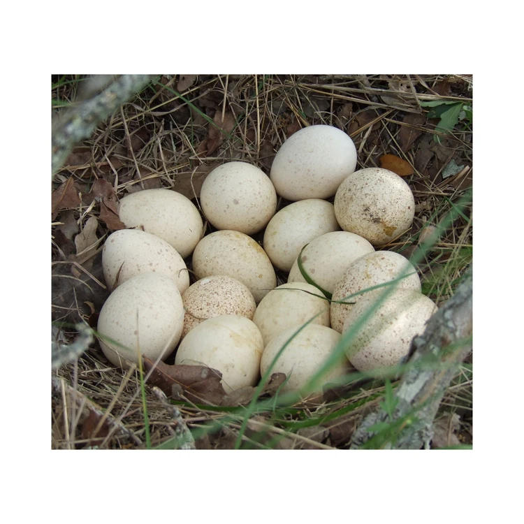 Fresh Turkey Table Eggs & Fertilized Hatching Eggs,White And Brown Eggs Buy Hot Selling