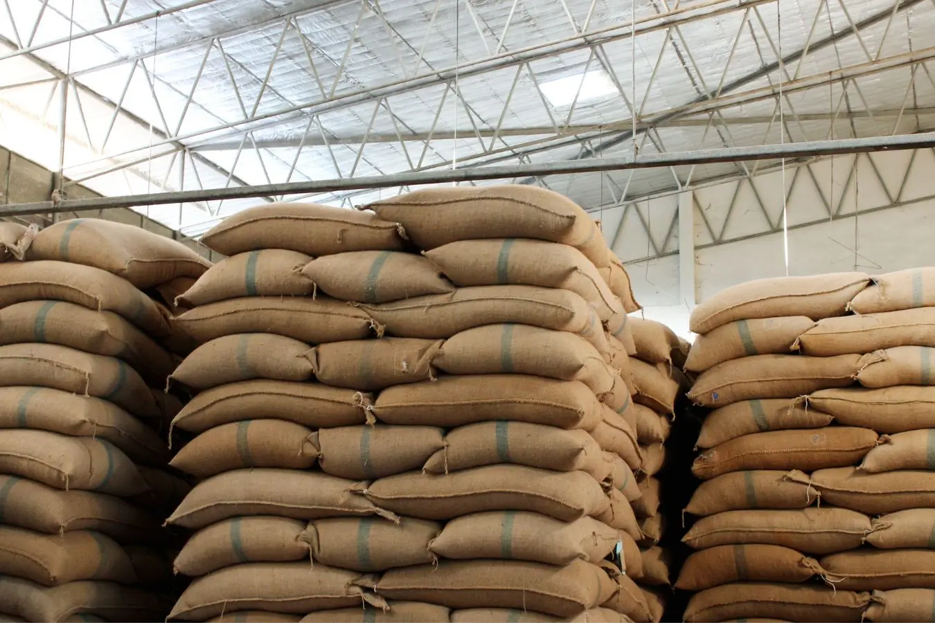 Robusta Clean Green Coffee Beans Ready To Export To Canada Reasonable