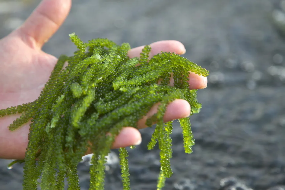 Certified Organic Sea Grape Seaweed Superior Quality,Rich In