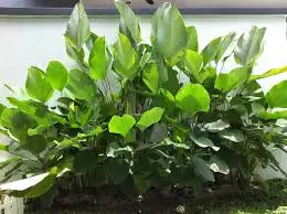 tobacco calathea Ornata - Pinstripe Prayer Plant Be sure to use rainwater or demineralized water to avoid lime deposits on the leaves NParks | Calathea lutea