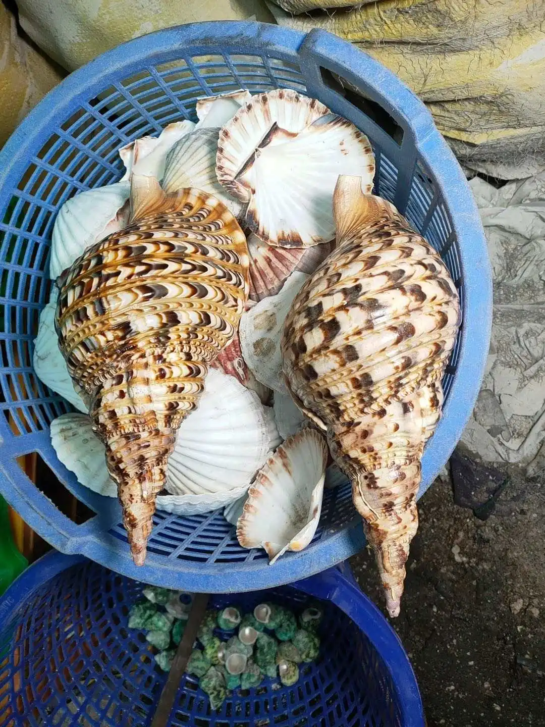 Decorating Seashell/ Trumpet Triton Shell/ Triton Conch Shell for Exporting