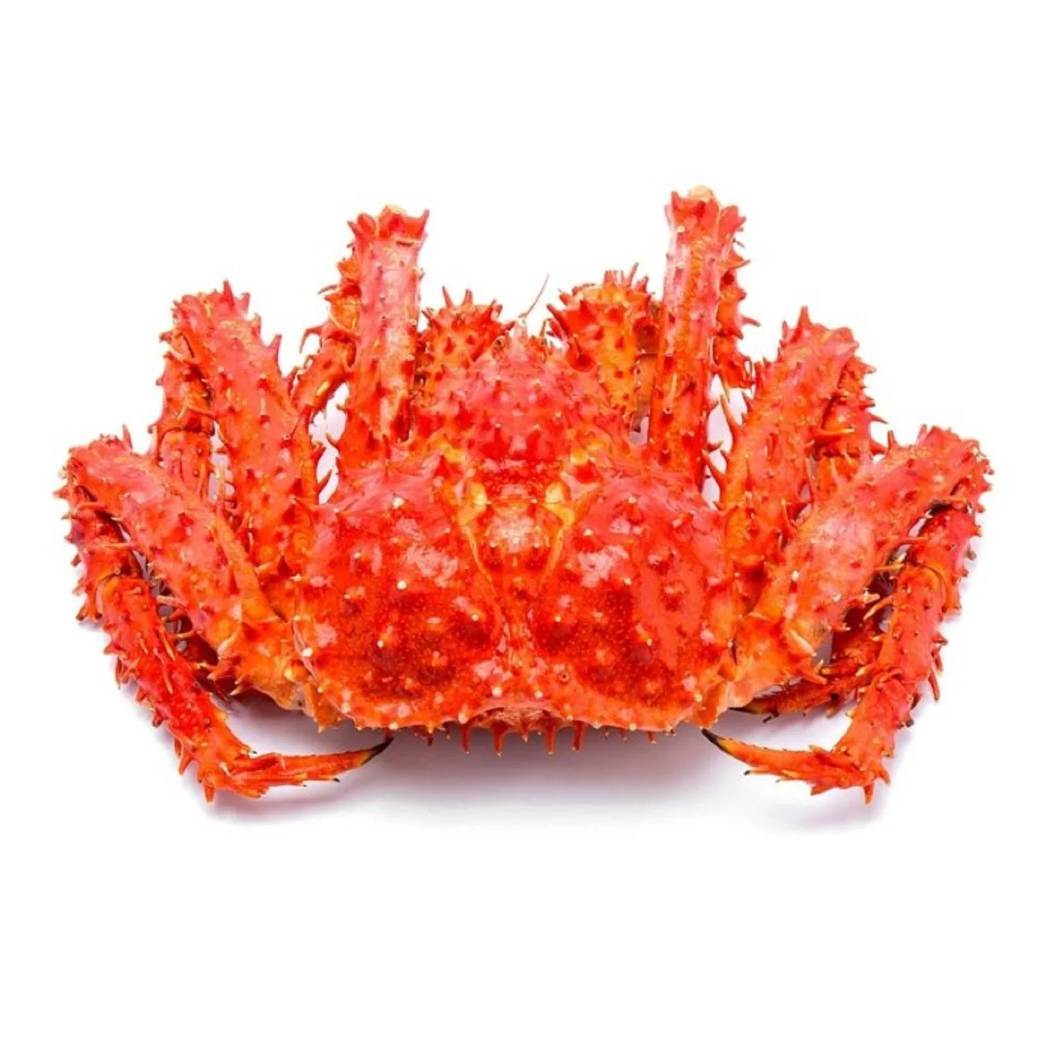 Frozen King Crab / Live King Crabs / King Crab Legs - Buy King Crab ...