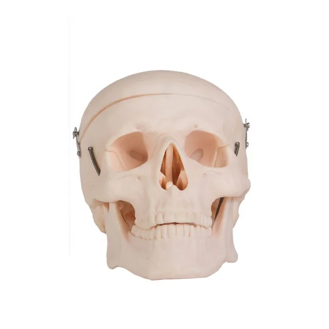 GD/A11110 Medical Science Anatomical Human Adult Skull Model