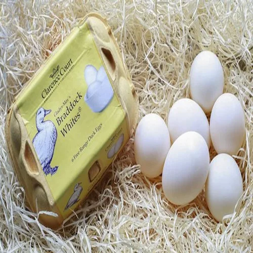 Chicken/duck/bird/quail/goose Eggs Blue Roller Egg Tray Buy Turkey