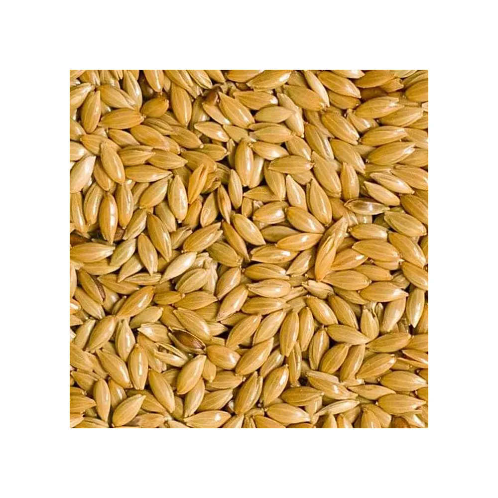 Canary Seed Canaryseedforhumanconsumption For Bird Feed For Exporting Buy Premium Canary