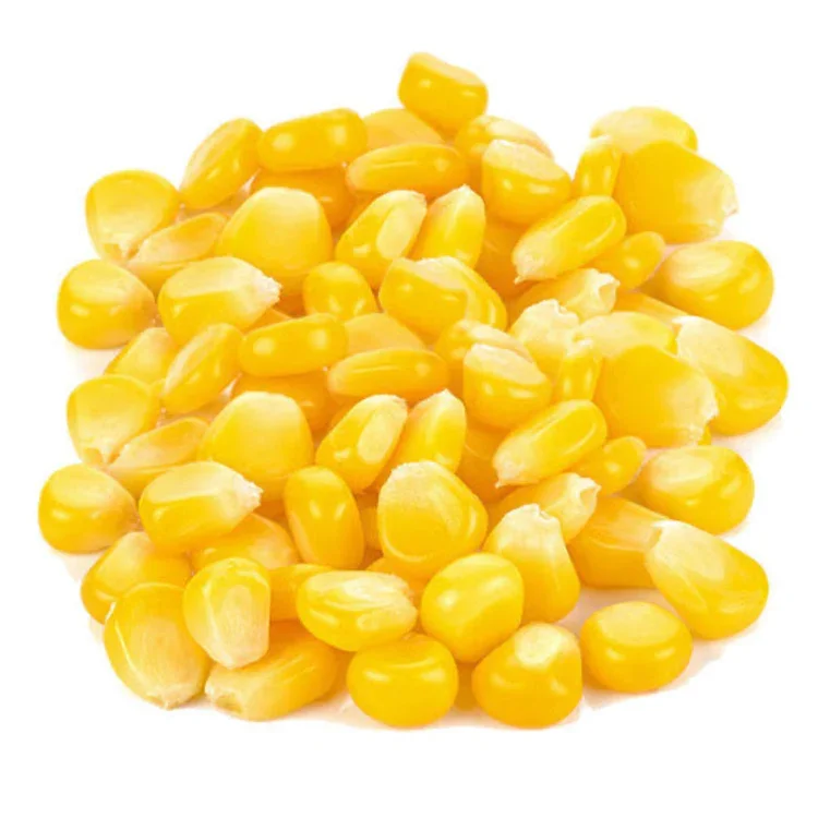 Wholesale Fresh Dried Yellow Corn Animal Feed - Best Selling Products Freeze Dried Corn