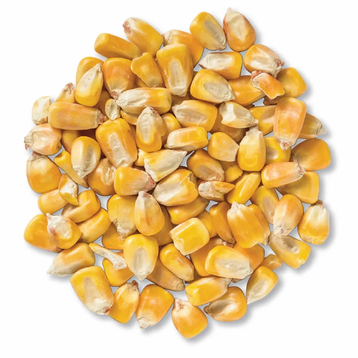 Organic Yellow & White Corn/Maize for Human & Animal Feed GMO-Free Sweet Corn Dried for Human Consumption