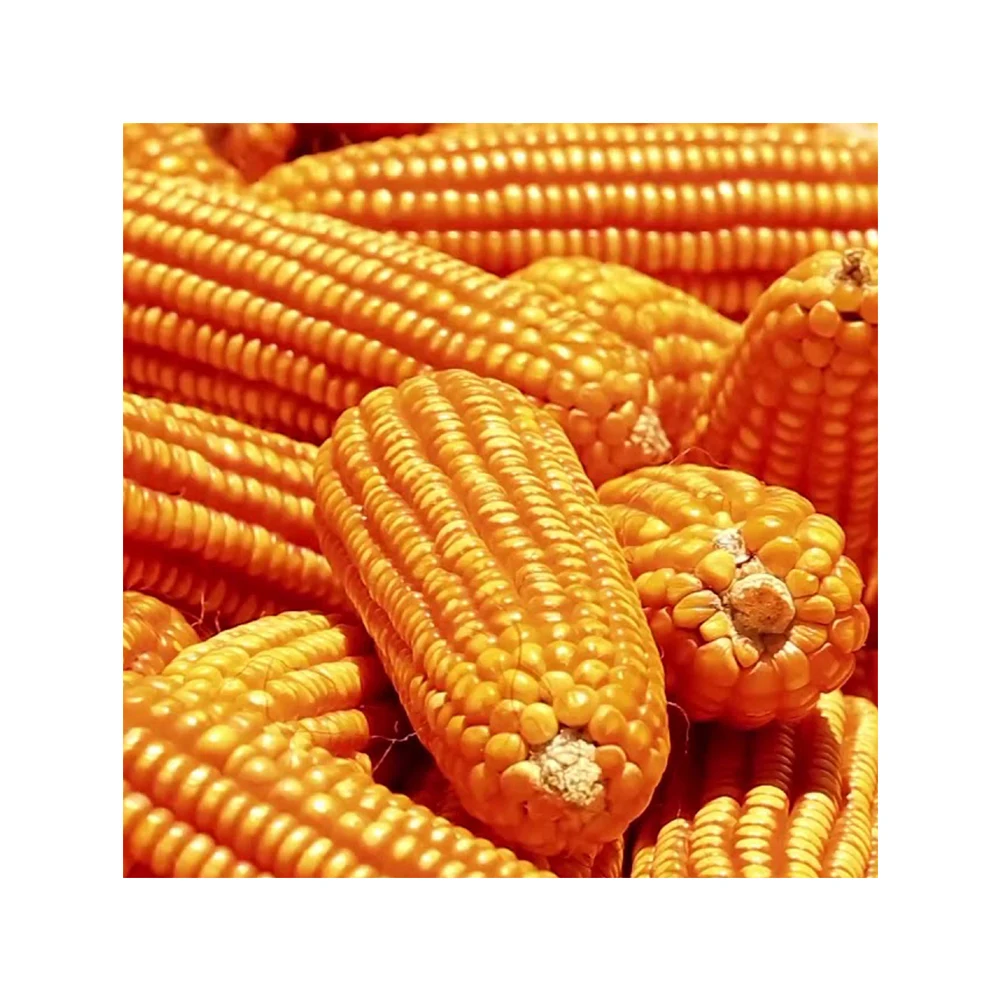 Non GMO Yellow Corn Sweet Corn Yellow Corn Maize for Sale in Bulk