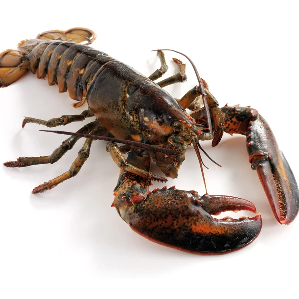 Cheap Fresh Water Lobster / Fresh Shrimp Frozen Lobster / Frozen Lobster Tail for Sale in Good Price Frozen Lobster