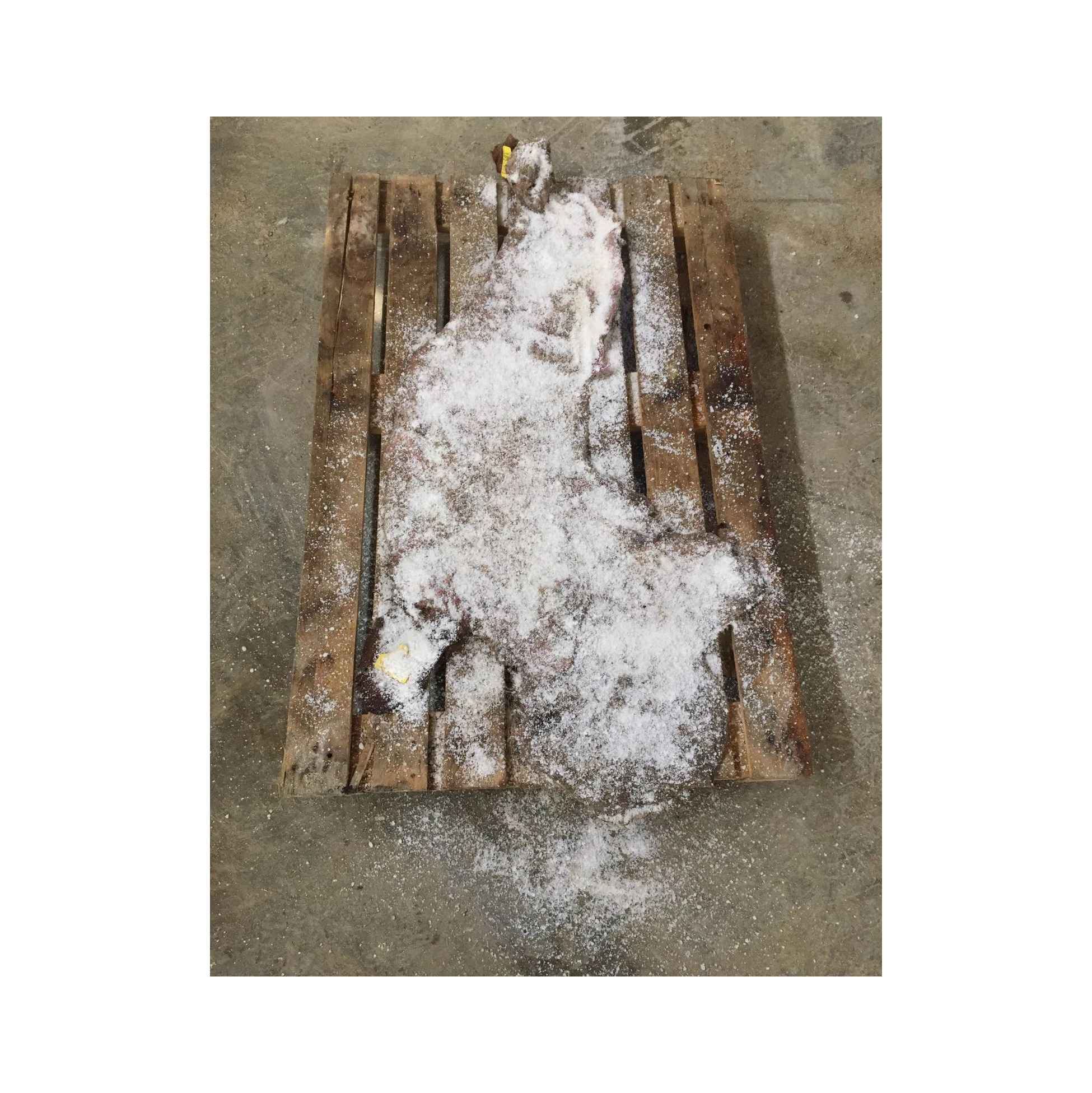 Cow Heads And Animal Skins For Low Prices Cowhide Wet Salted Cow Head