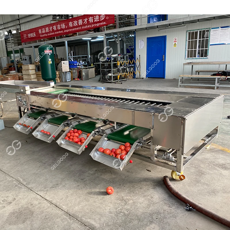 Gelgoog Automatic Chestnut Sweet Potato Sorting Machine Price Electric Potato Calibrator Sorter