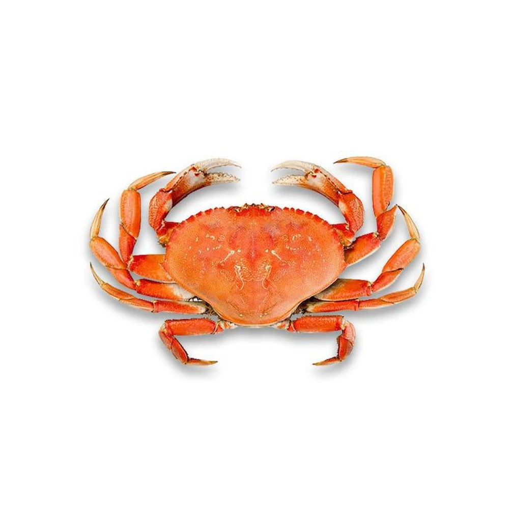 Buy King Crab Red King Crab Live And Frozen Red King Available For Sale