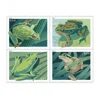 Grenouille verte 2019