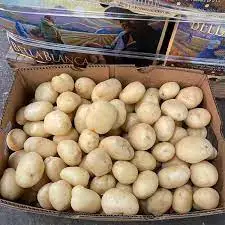 Hot Selling Fresh Organic Round Potato 10kg From NL