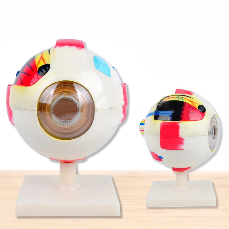 product teaching resources medical science human eyeball model-4
