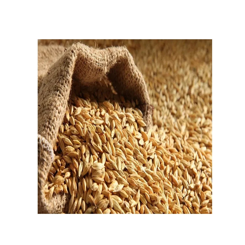 Barley Grain / Barley Malt Grain / Hulled Barley Grain At Competitive