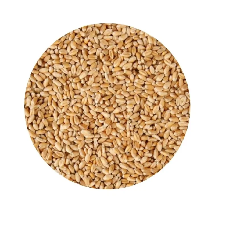 Philippines Golden Soft Wheat With High Gluten - Feed Wheat Grain In ...