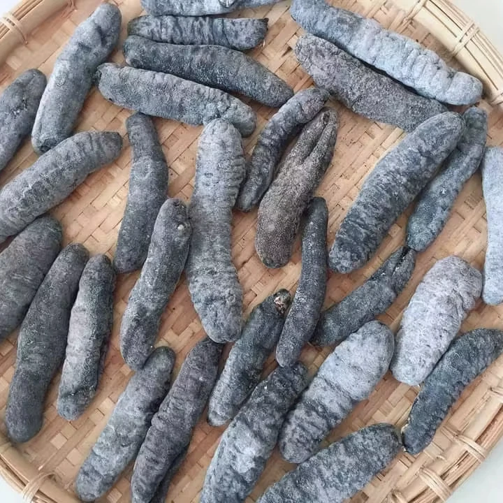 DRIED SEA CUCUMBER HIGH QUALITY WITH COMPETITIVE PRICE FROM VIETNAM