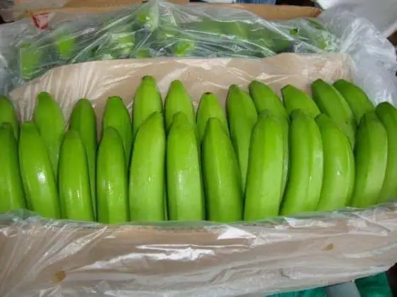 Organic Fresh Cavendish Bananas Grade a 20kg Ready to Eat
