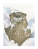 Blanc#2021 Loutres dans la neige