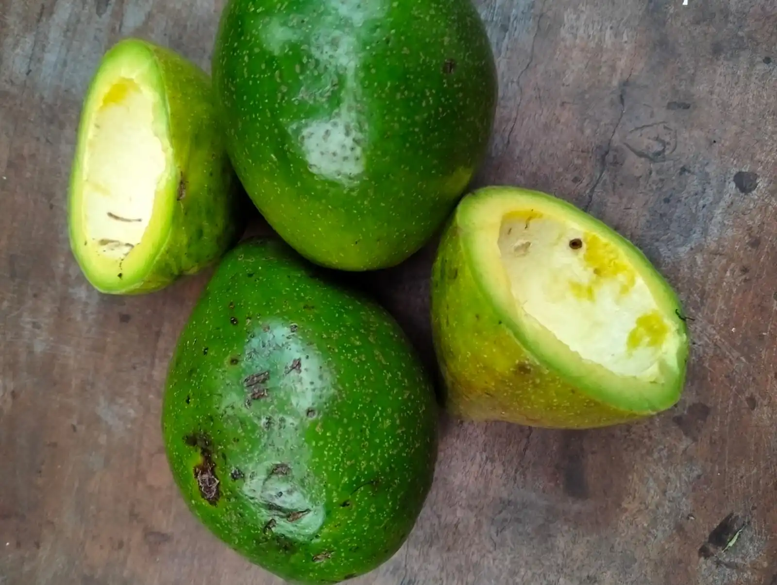 Wholesale Premium Quality Natural Avocado Fruit Best Selection Fresh Style From Indonesia
