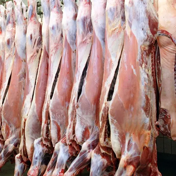 Frozen Lamb Meat.jpg