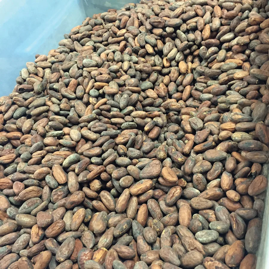 Premium Cocoa Beans / Cocoa Seeds for Chocolate Production | Organic  Natural Cocoa Raw Beans Bulk Sale Direct from Farm| Alibaba.com
