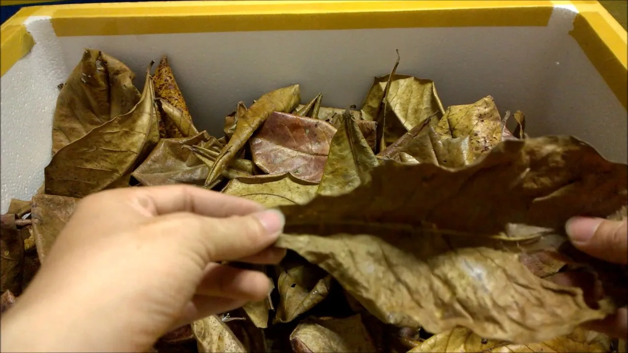 Terminalia Catappa: Unlock the Potential of Your Aquarium Water - Premium Products for Lively Aquarium Fish