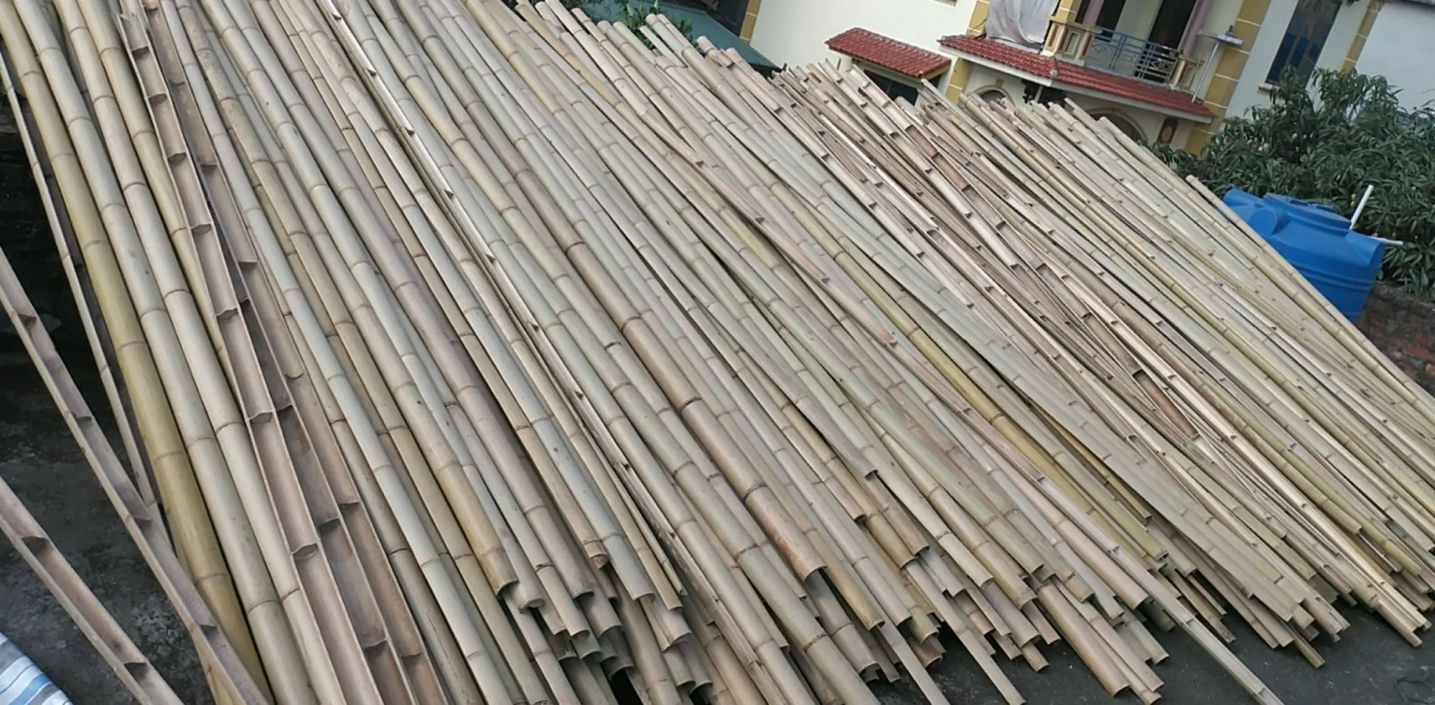 Bamboo Poles Nature Raw Bamboo Poles Straight Pole Bamboo From Planted
