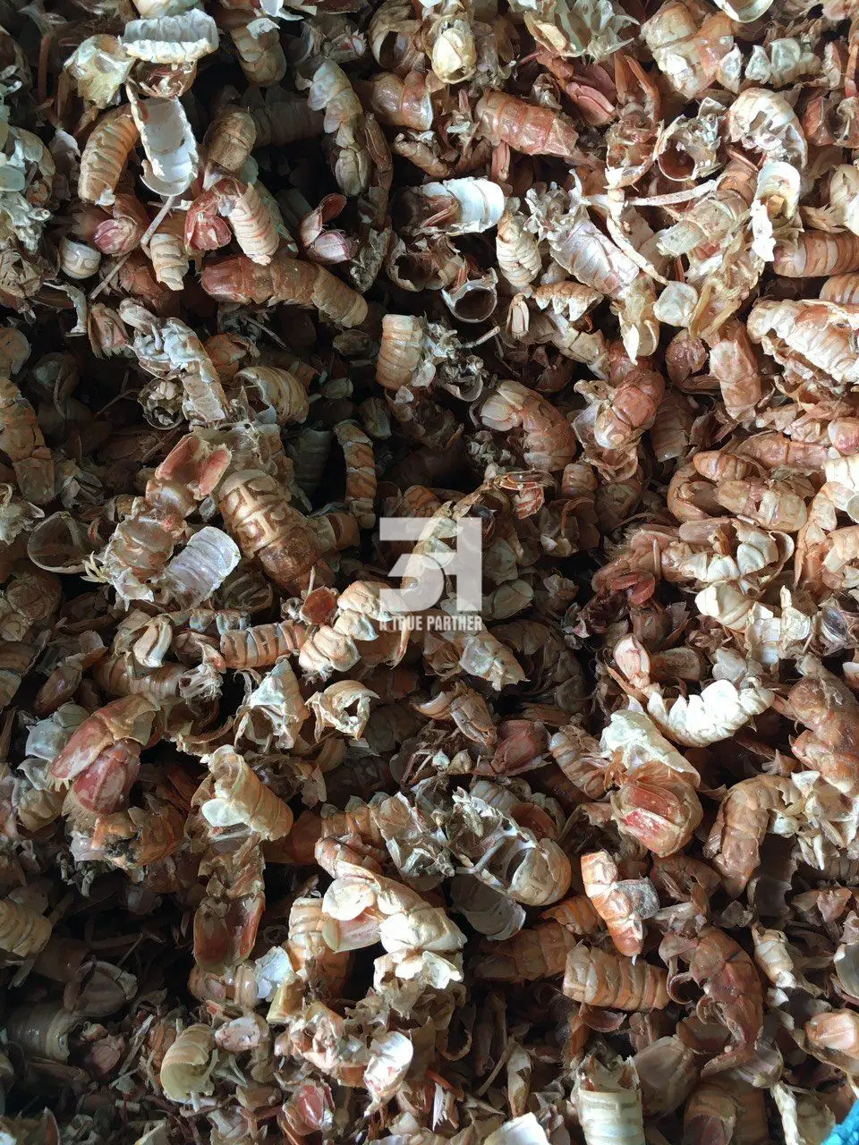 Vietnamese Product Shrimp Shell For Animal Feed Shrimp Shell With