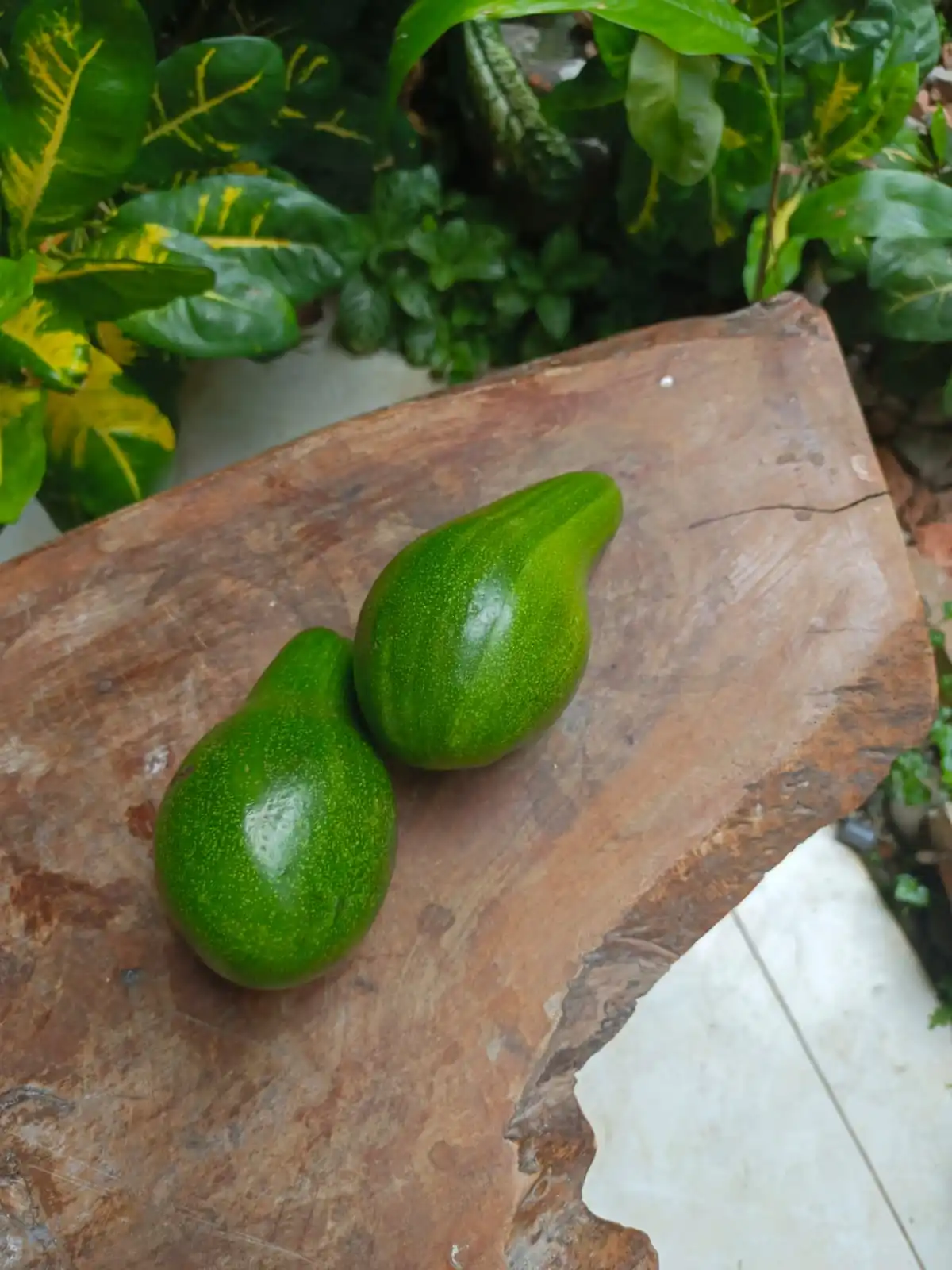 Wholesale Premium Quality Natural Avocado Fruit Best Selection Fresh Style From Indonesia