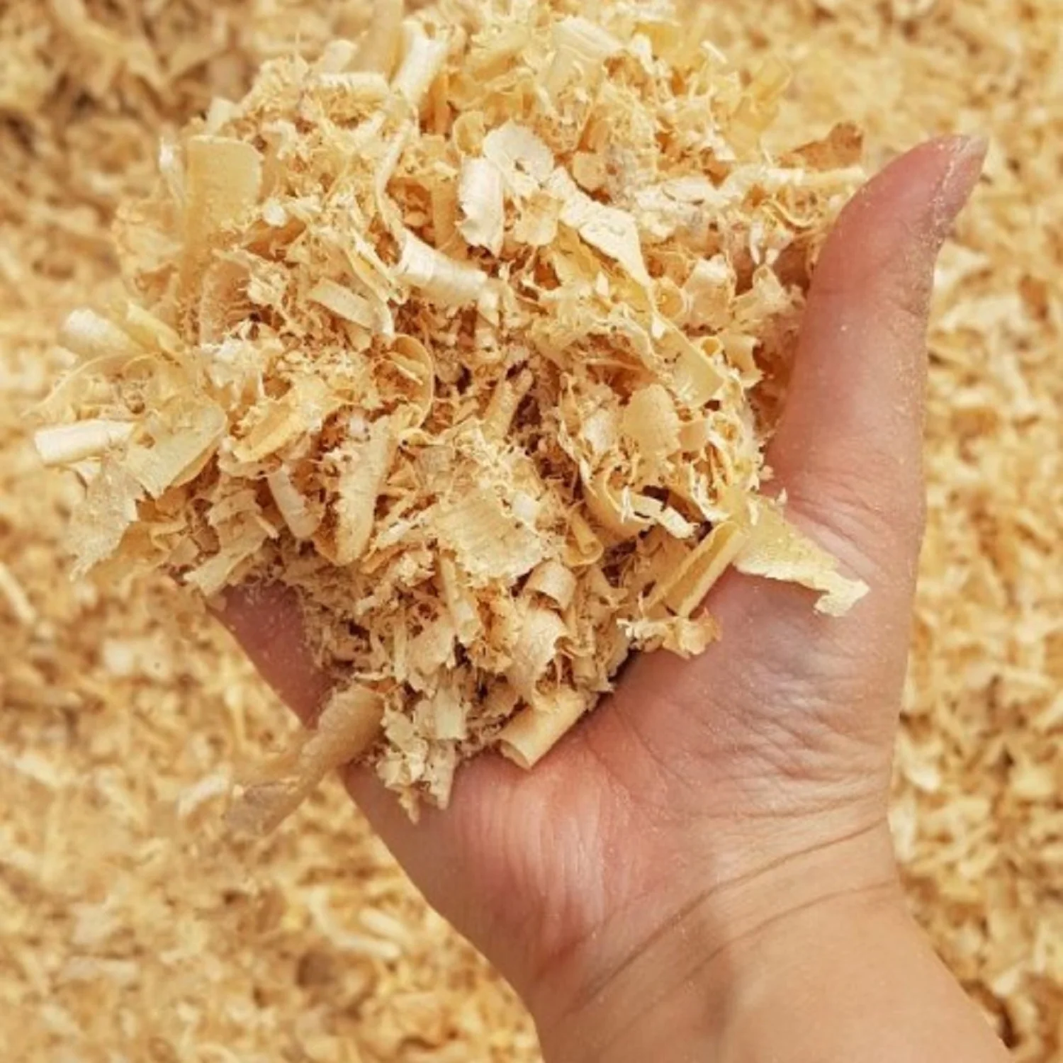 Pine Wood Shavings For Horse Bedding/pine Sawdust For Horse / Pine Wood