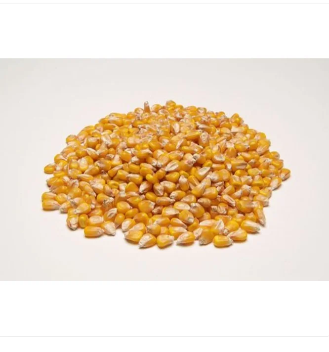 Hybrid Yellow Maize/corn Seeds Buy Hybrid White Corn Seed,Sweet Corn