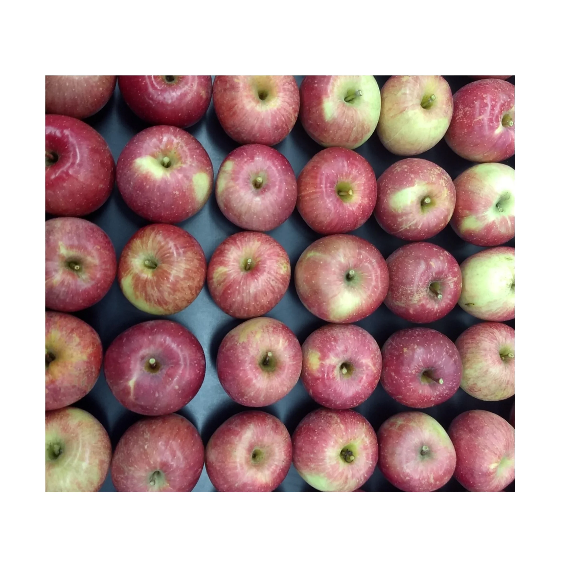 Fresh Fruit Apples Available At Cheapest Price In Bulk Stock Buy Crisp Organic Apple Honey