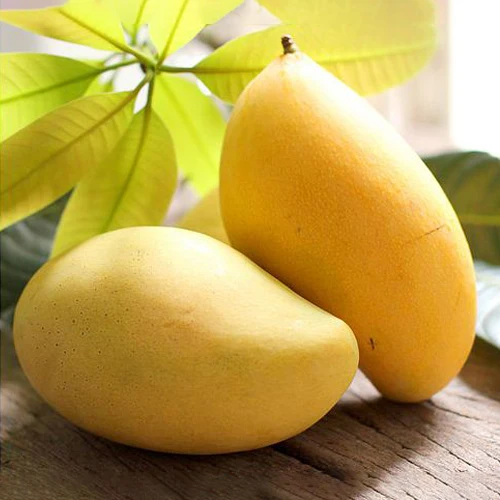 Export Quality Fresh Pakistani Mango Sindhri Green And Yellow Mangoes